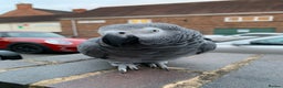 Parrots birds for sale: Our 2 loving African greys  - Advert 19
