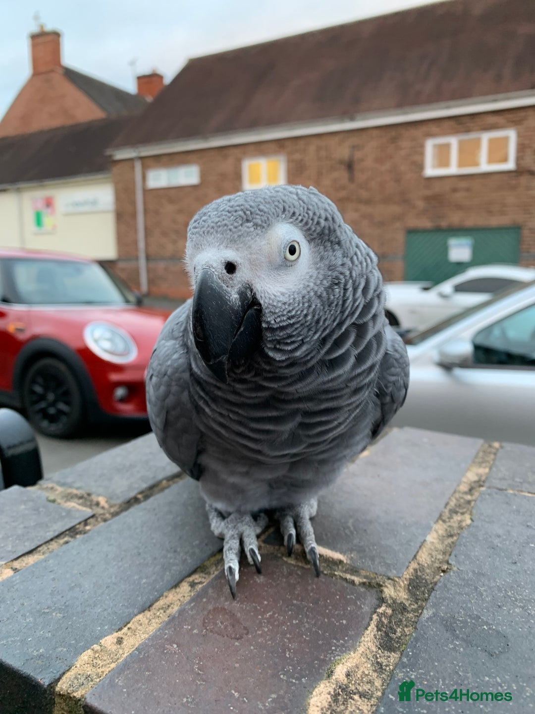 Parrots birds for sale: Our 2 loving African greys  - Advert 19