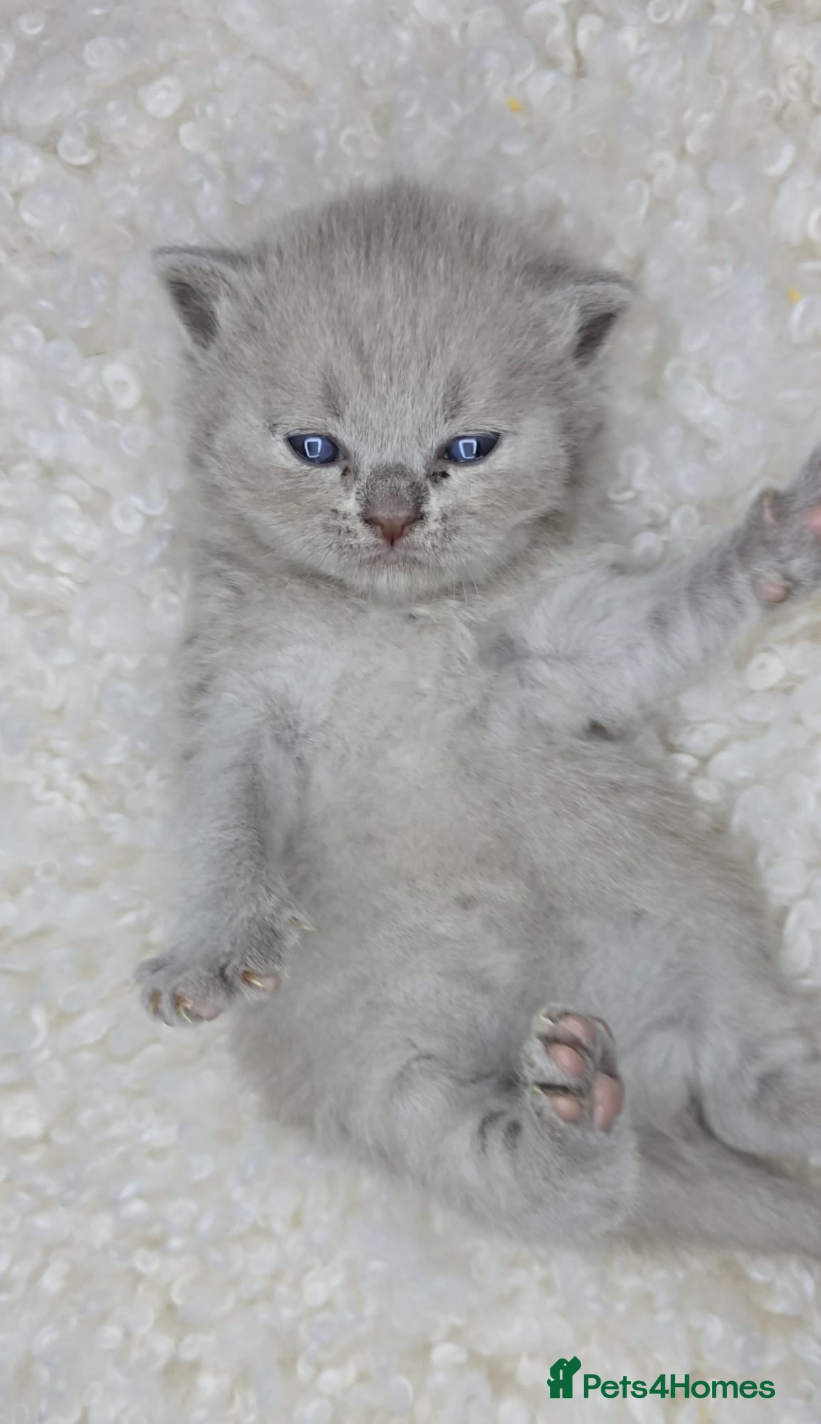 British Shorthair cats Gorgeous British Shorthair kittens - Advert 1