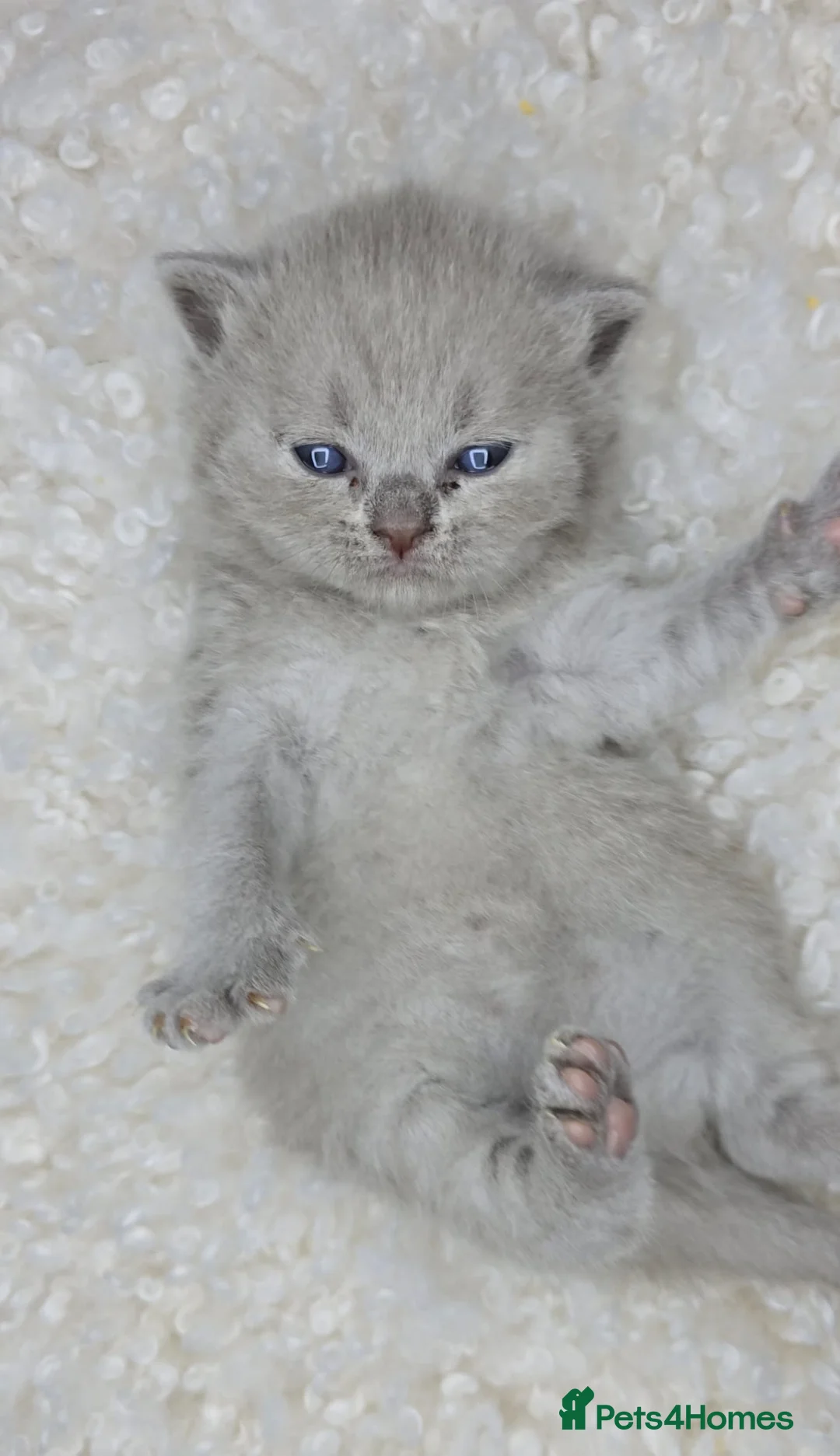 British Shorthair cats for sale: Gorgeous British Shorthair kittens - Advert 1