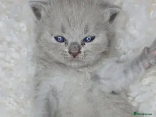 British Shorthair cats Gorgeous British Shorthair kittens - Advert 1