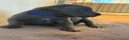 Staffordshire Bull Terrier dogs for sale: 🐾 Gorgeous Blue Staffordshire Bull Terriers Pups  - Advert 35