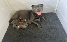 Staffordshire Bull Terrier dogs for sale: Rein X Pharron Bullsaff puppies - Image 1