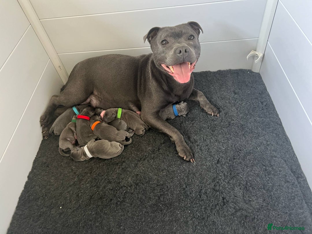 Staffordshire Bull Terrier dogs for sale: Rein X Pharron Bullsaff puppies - Image 1