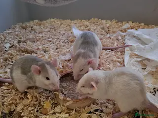 Rat rodents Rat babiws for sale, males in Manchester - Advert 1