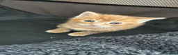 Domestic Shorthair cats for sale: 4x kittens  in Walsall - Advert 2