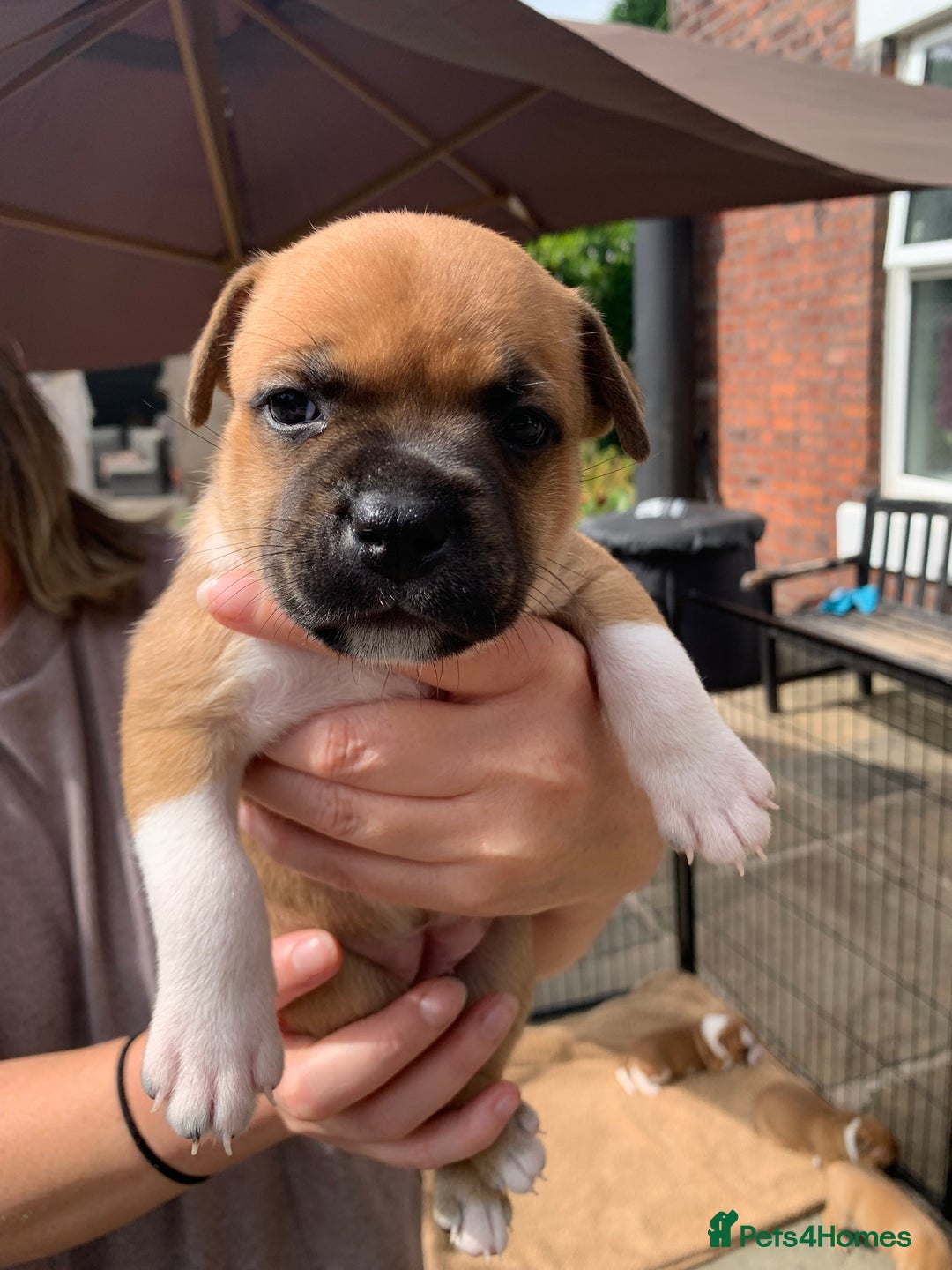 Staffordshire Bull Terrier dogs for sale: Stunning Red Staffy puppies KC top bloodlines - Image 15