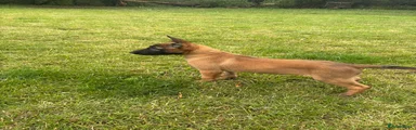 Male Beige collar