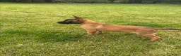 Belgian Shepherd Dog dogs for sale: **NOW £1250** Belgian Mallinois Pups - Advert 6