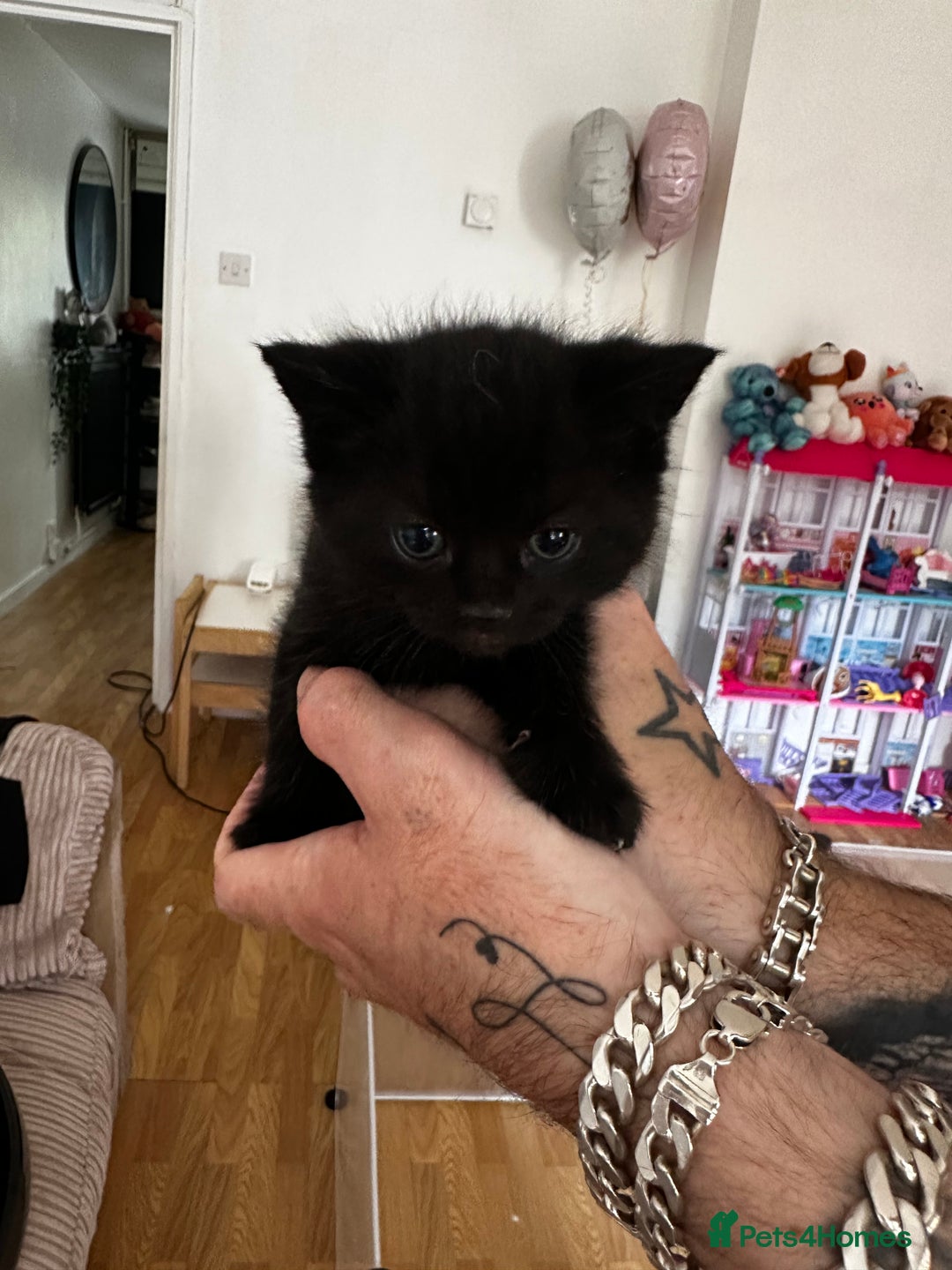 Persian cats for sale: Persian chinchilla mix kittens  in Andover - Image 11