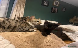 Bengal cats for sale: Bengal x - Image 11