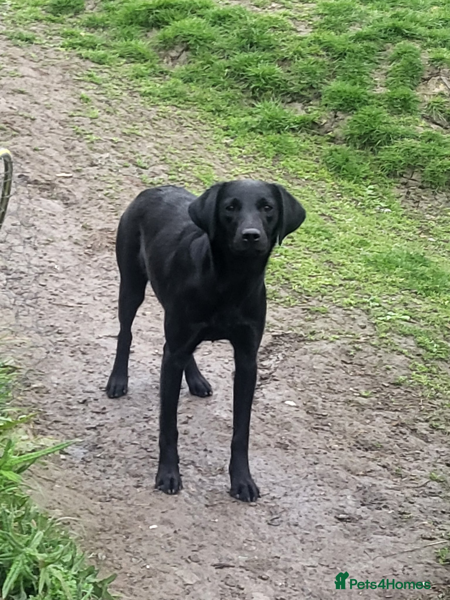Labrador Retriever dogs Beautiful Part Trained Black Labrador - Advert 4