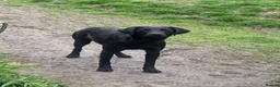 Labrador Retriever dogs for sale: Beautiful Part Trained Black Labrador - Advert 1