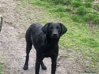 Labrador Retriever dogs Beautiful Part Trained Black Labrador - Advert 3