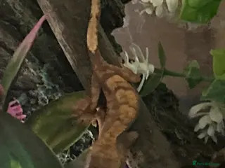 Gecko reptiles Young Crested Geckos X1 LEFT - Advert 12