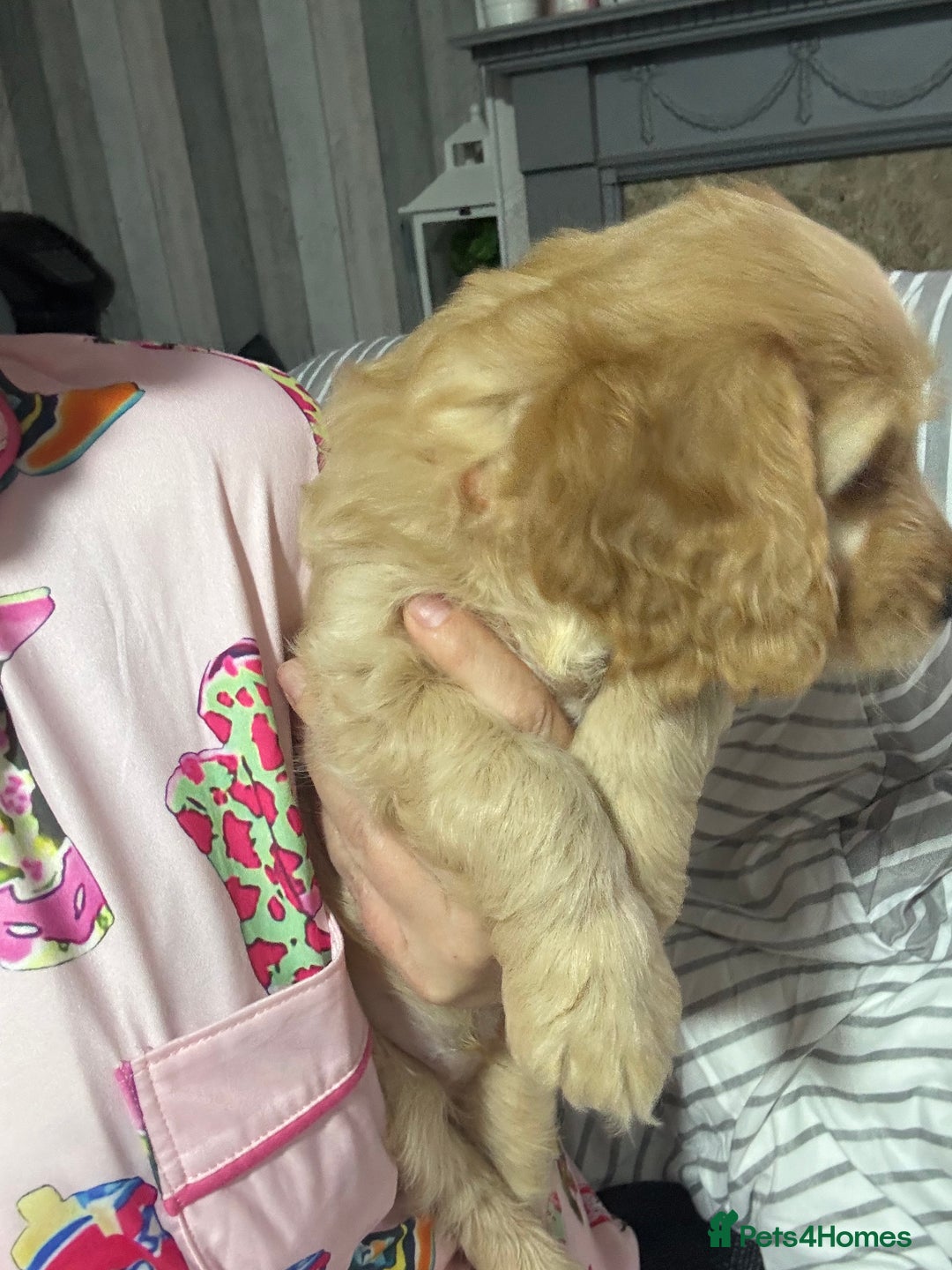 Cockapoo dogs for sale: F1 miniature cockerpoos  in Stoke-on-Trent - Image 8