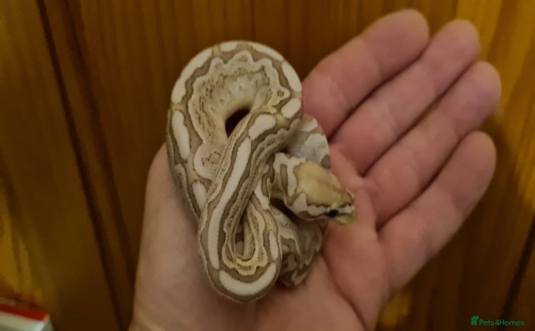 Python Snake reptiles - Advert 10