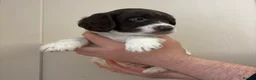 English Springer Spaniel dogs for sale: 1 Springer boy  - Advert 4