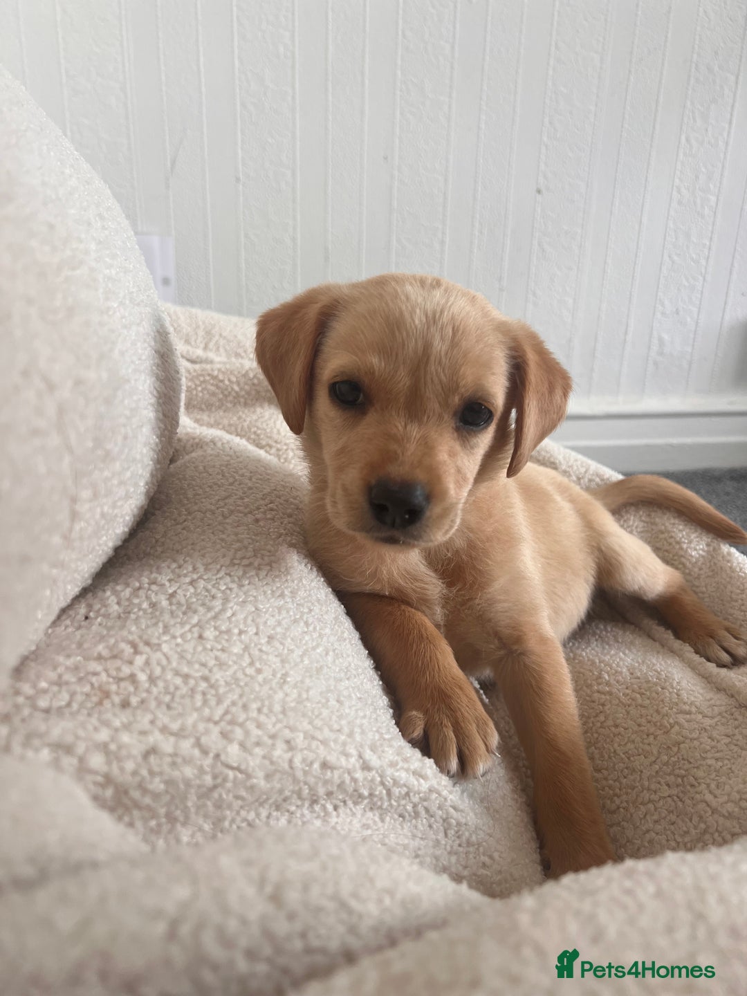Labrador Retriever dogs for sale: Beautiful 8-Week Labrador Puppy – Loving & Calm - Image 3
