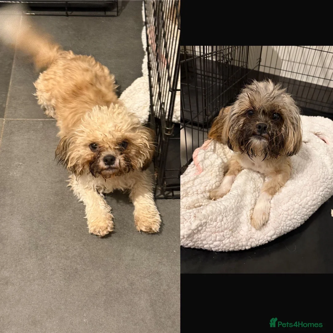 Shih Tzu dogs for sale: X2 female shihtzu Minnie & Mabel - Advert 1