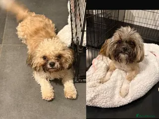 Shih Tzu dogs X2 female shihtzu - Advert 2