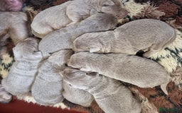Labrador Retriever dogs for sale: Gorgeous KC Silver Labrador Puppies. - Image 3