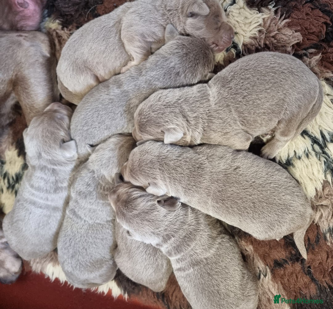 Labrador Retriever dogs for sale: Gorgeous KC Silver Labrador Puppies. - Image 3