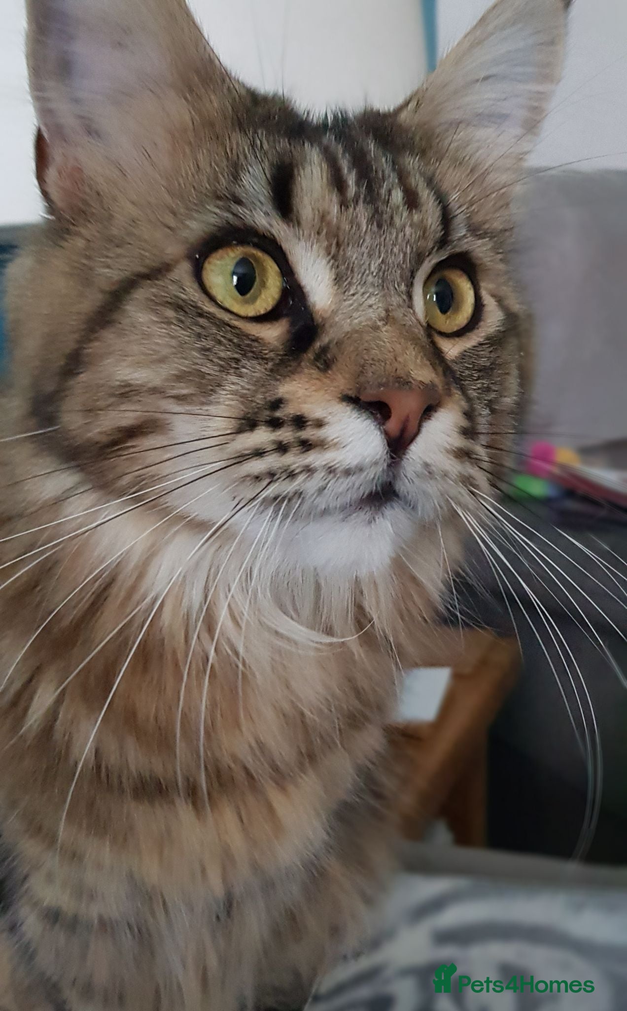 Maine Coon cats Female maine coon - Advert 10