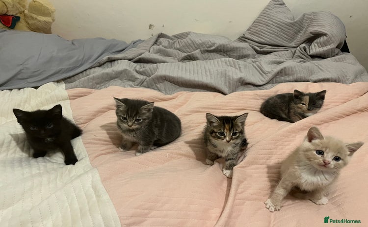 Mixed Breed cats - Advert 12