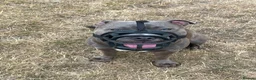 Staffordshire Bull Terrier dogs for sale: 21 Month Old Blue Staff in Deeside - Advert 3