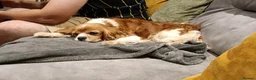 Cavalier King Charles Spaniel dogs for sale: Cavalier - looking for companion home - Advert 1