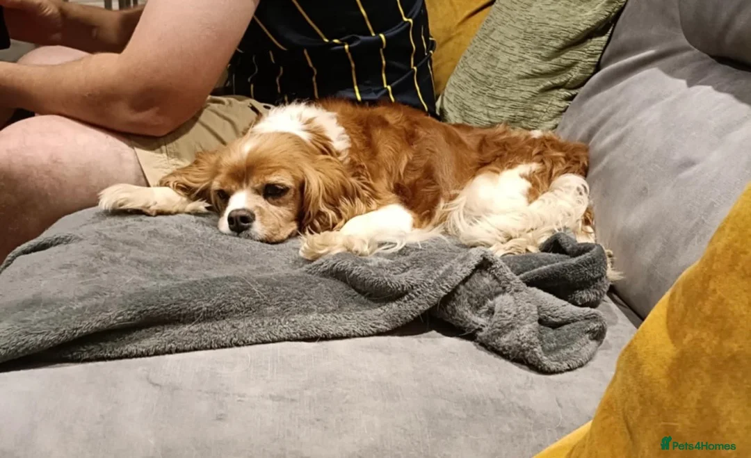 Cavalier King Charles Spaniel dogs for sale: Cavalier - looking for companion home - Advert 1