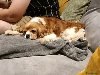 Cavalier King Charles Spaniel dogs Cavalier - looking for companion home - Advert 10