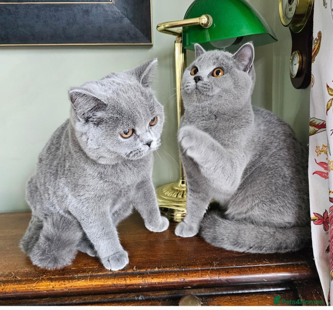 British Shorthair cats Beautiful adorable BSH blue kittens - Advert 1
