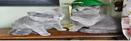 British Shorthair cats for sale: Beautiful adorable BSH blue kittens - Advert 1