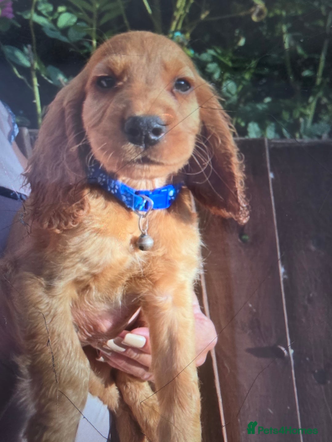 Cocker Spaniel dogs for sale: Cocker spaniel puppy's for sale  - Image 8