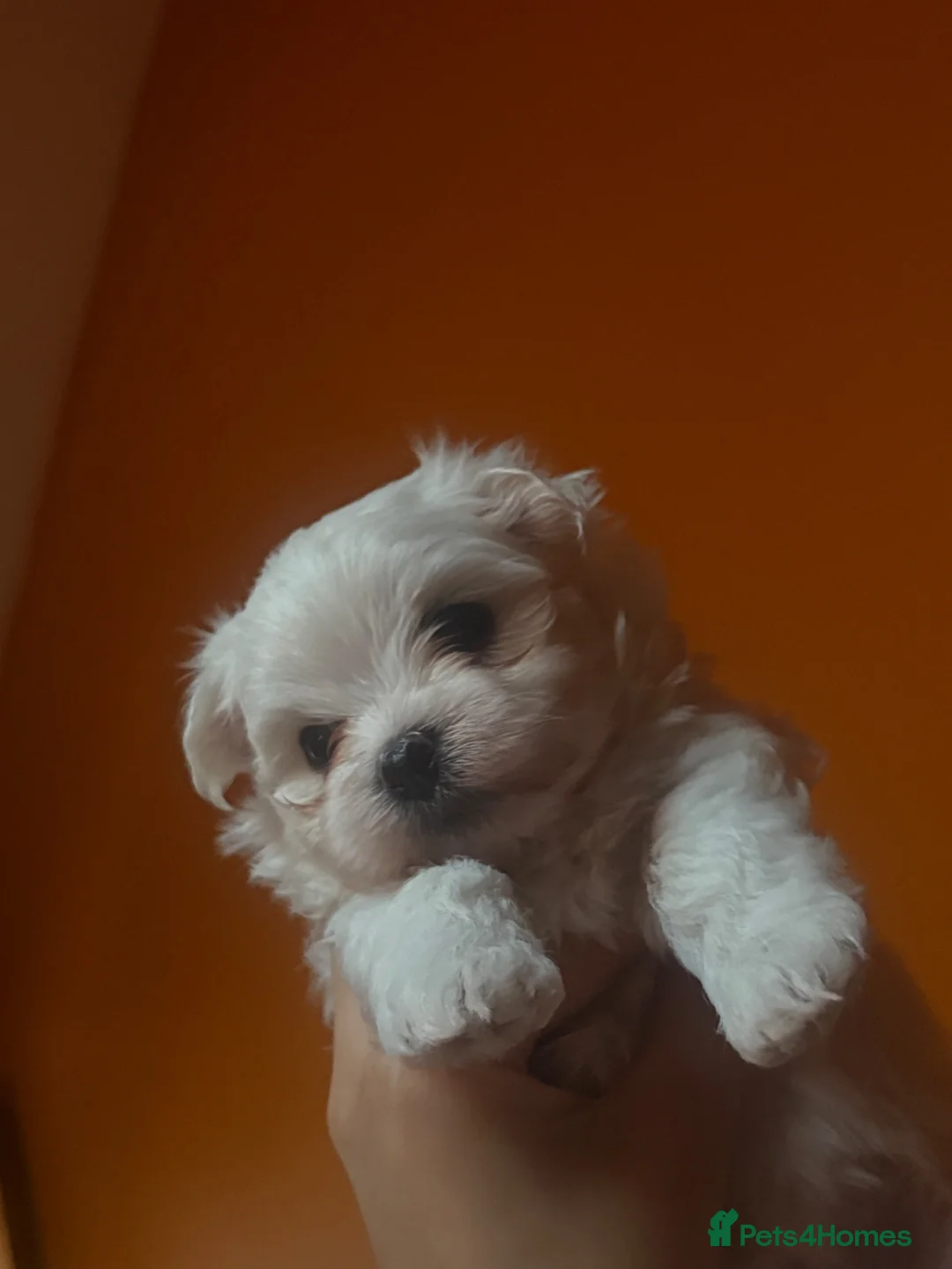 Maltese dogs for sale: Korean maltese puppy’s  - Advert 6