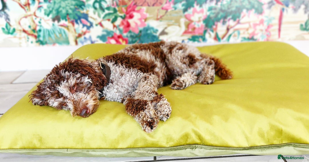 Miniature Poodle dogs for sale:  miniature poodle - Advert 4