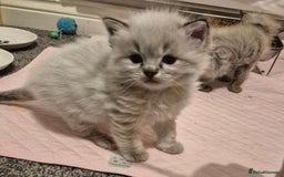 Ragdoll cats for sale: Beautiful ragdoll kittens  - Image 14
