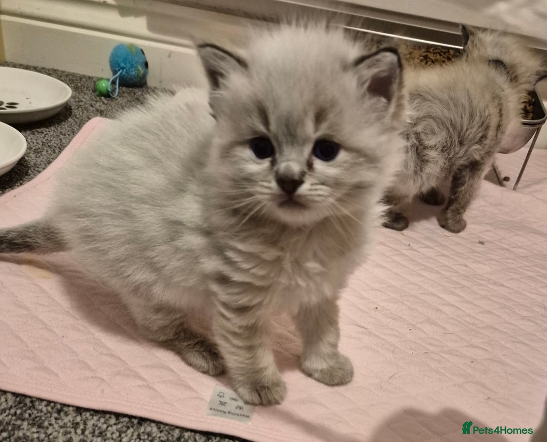 Ragdoll cats for sale: Beautiful ragdoll kittens  - Image 14