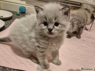 Ragdoll cats - Advert 17