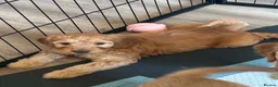 Australian Labradoodle dogs for sale: Australian Labradoodle-Medium-sized  - Advert 5