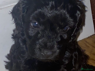 Cockapoo dogs - Advert 16