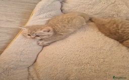 Scottish Fold cats for sale: Stunning TICA Registered Babies in Bolton - Image 22