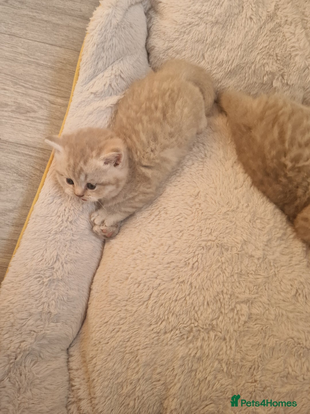 Scottish Fold cats for sale: Stunning TICA Registered Babies in Bolton - Image 22