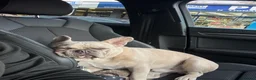 French Bulldog dogs for sale: French bulldog merle male - Advert 3