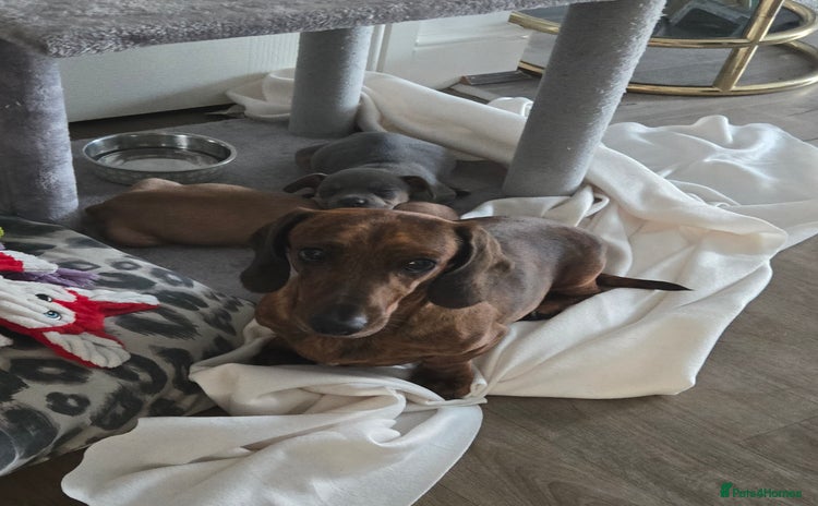Dachshund dogs - Advert 4