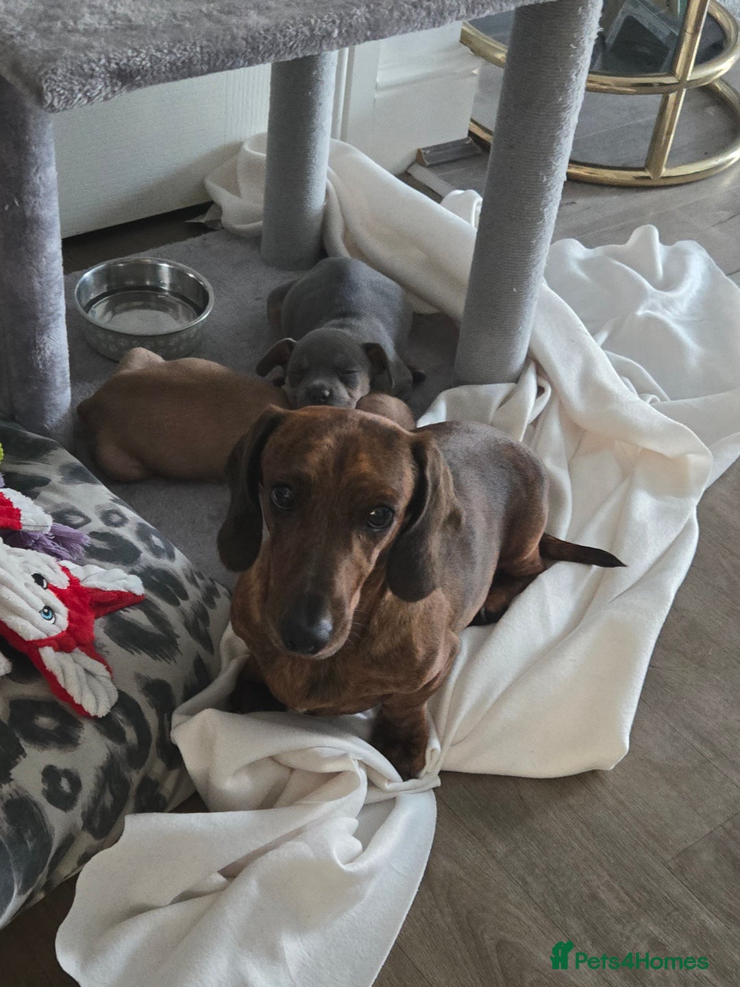 Dachshund dogs for sale: Luna the sausage dog - Image 1