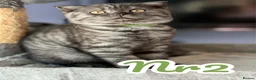 Scottish Fold cats for sale:  3 Full Pedigree Fold Girls        - Advert 14