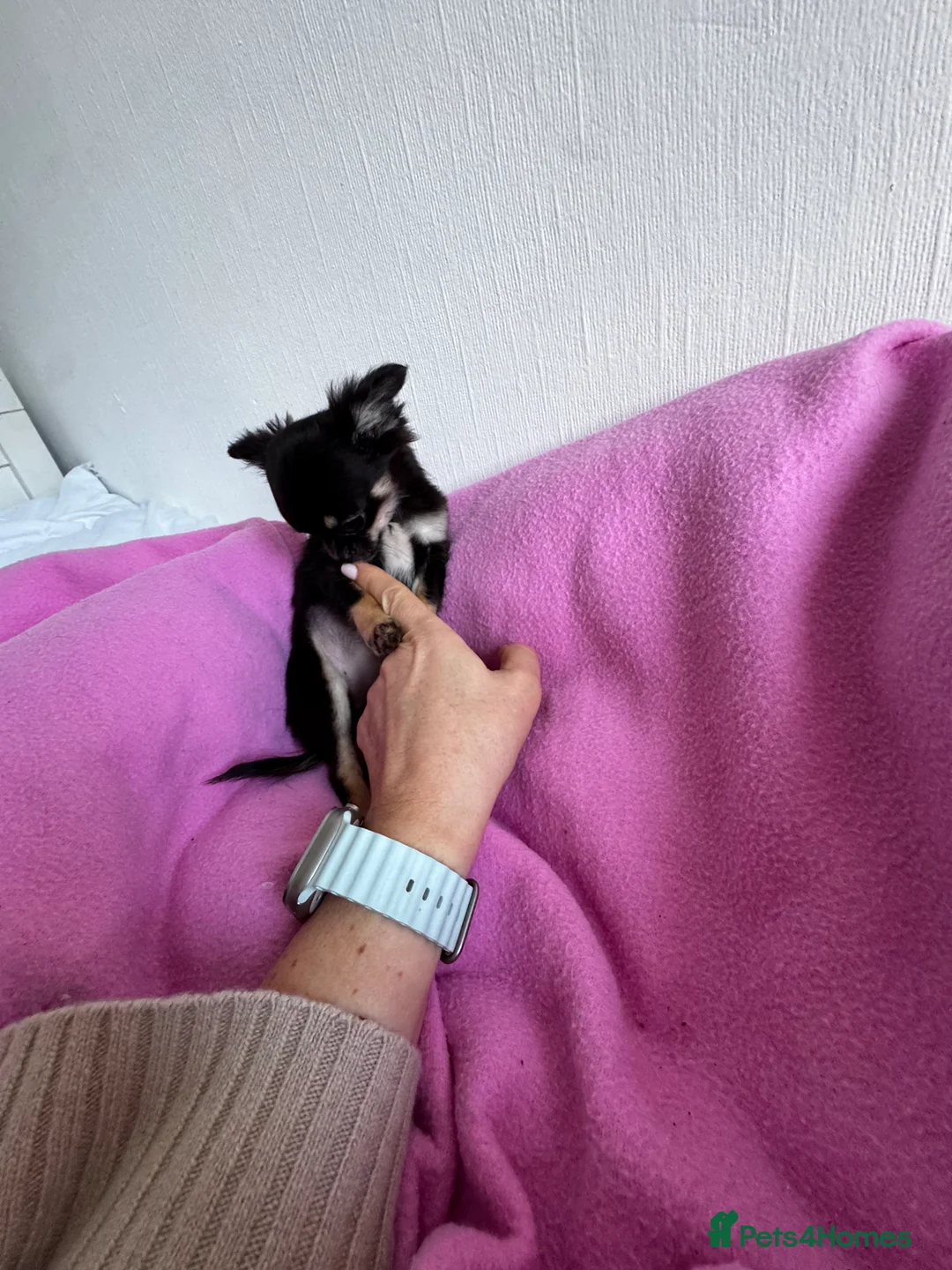 Chihuahua dogs for sale: KC reg Long hair tiny chihuahua for sale  - Advert 8